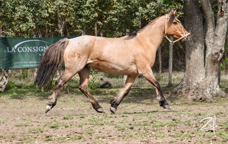 Lote Ginea Ñaquiñá