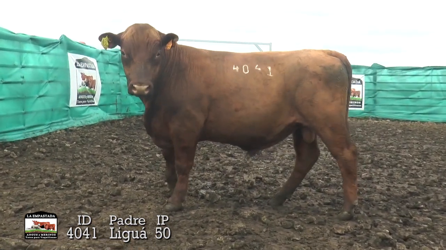 Lote 3 Toros a remate en Toros Para Vaquillonas, Durazno