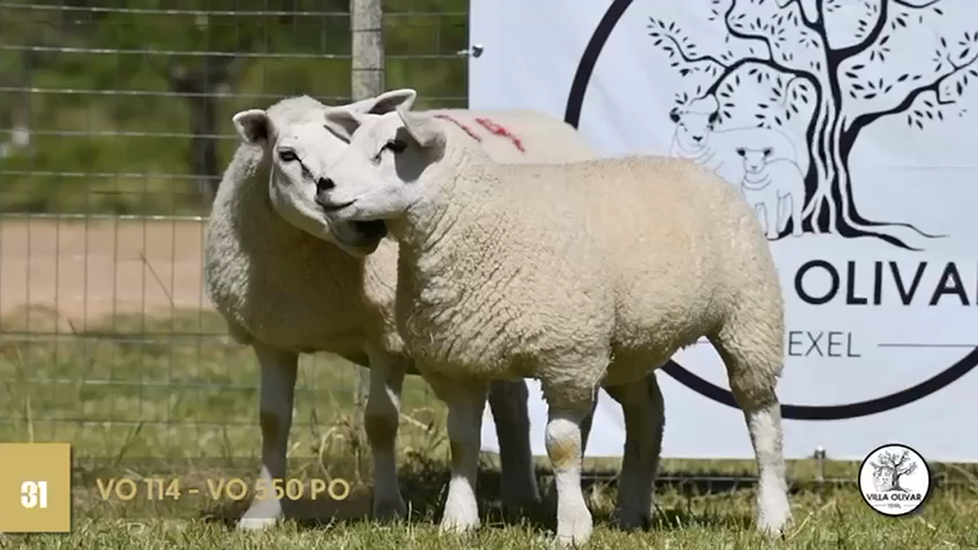 Lote 2 Borregas a remate en Texel Don Amilcar y Villa Olivar, Canelones