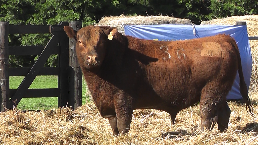 Lote TOROS ANGUS PURO CONTROLADO