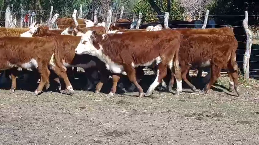 Lote 30 Terneras