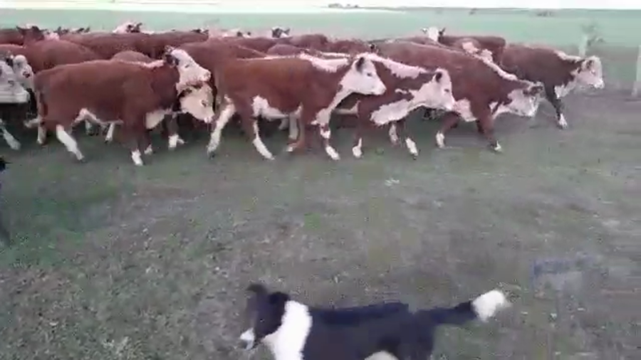 Lote 50 Terneros/as en Villaguay, Entre Ríos