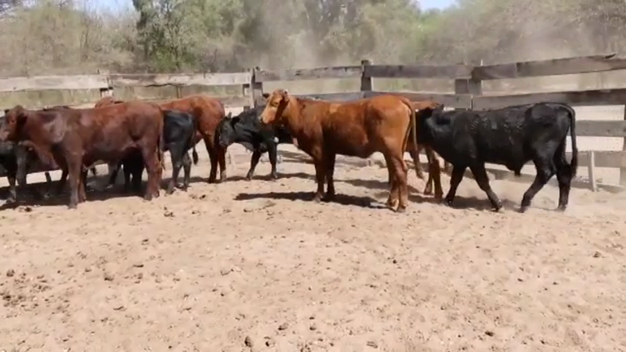 Lote 114 Terneros/as en Monte Quemado, Santiago del Estero