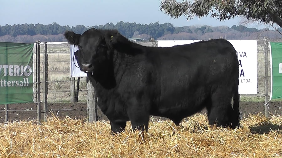 Lote TOROS PUROS POR CRUZA