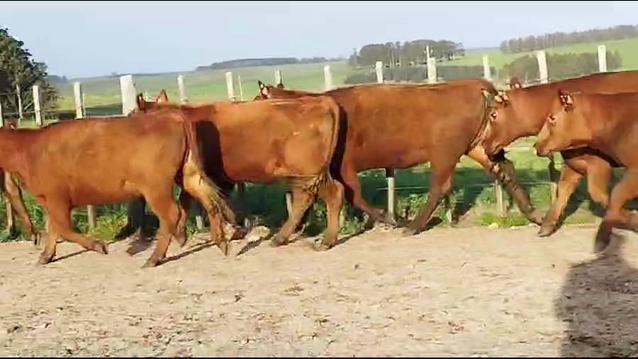 Lote Sierra de los Olivos