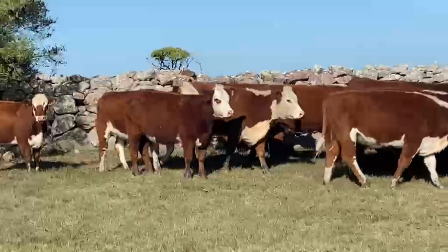 Lote 54 Vaquillonas Preñadas, DL