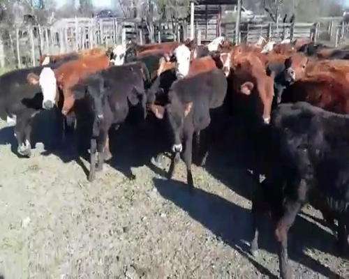 Lote 70 Terneros/as en Villaguay, Entre Ríos