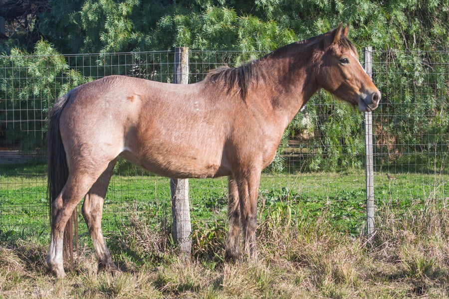 Lote ROSENDA DEL CENCERRO