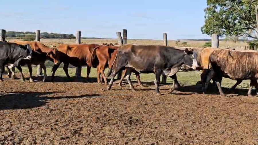 Lote 40 Vacas de invernar en Corrientes, San Luis del Palmar