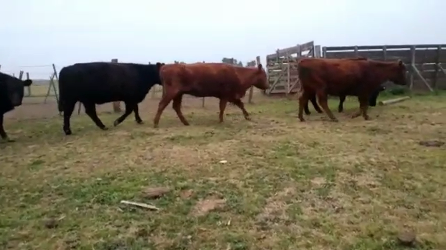 Lote 16 Vacas nuevas C/ gtia de preñez en San Vicente, Buenos Aires