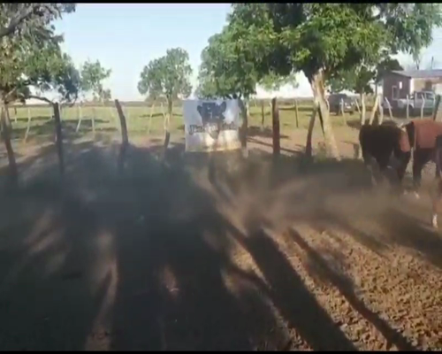 Lote 35 Terneras en San Salvador, Entre Ríos