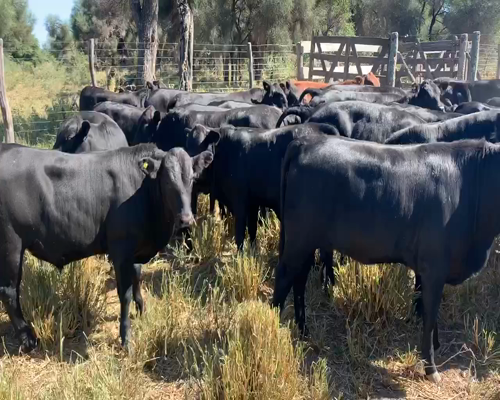 Lote 75 Terneros/as en Juan José Castelli, Chaco