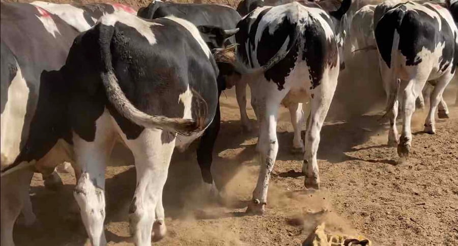 Lote 30 Novillo Gordo en Región Metropolitana, Melipilla