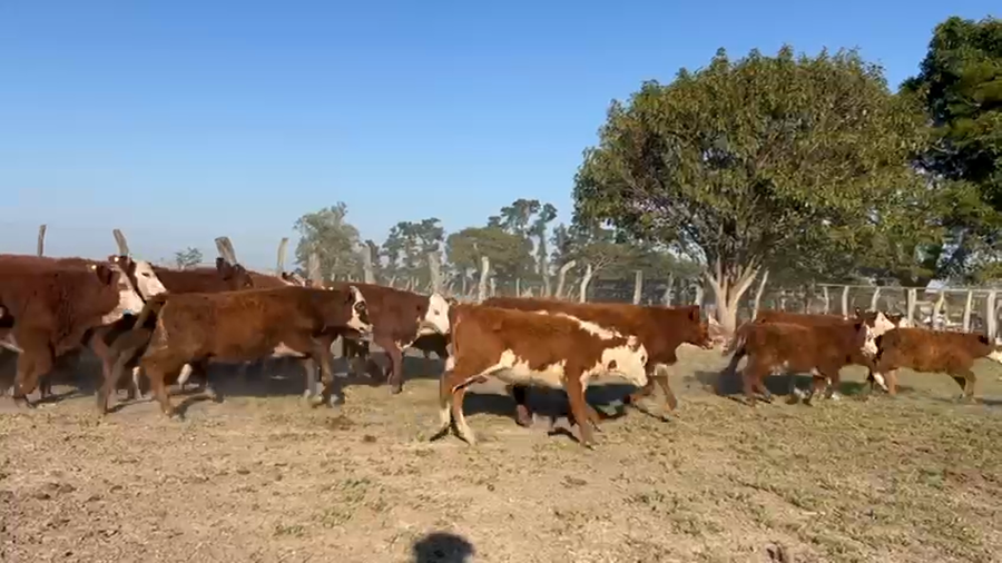 Lote 140 Terneras