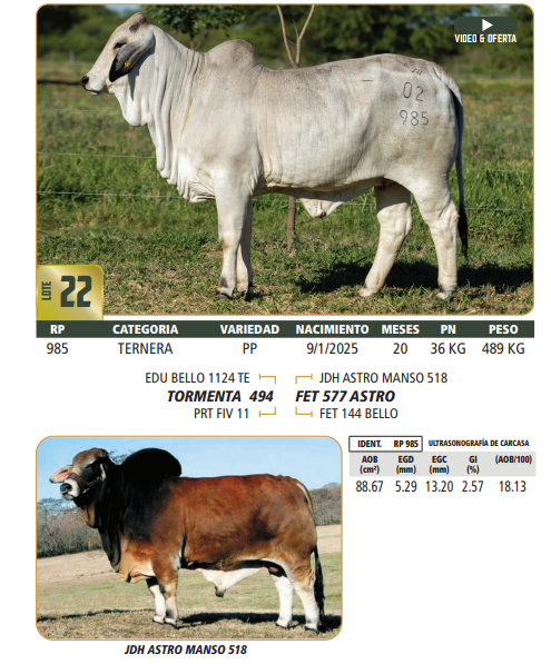 Lote LOTE 22