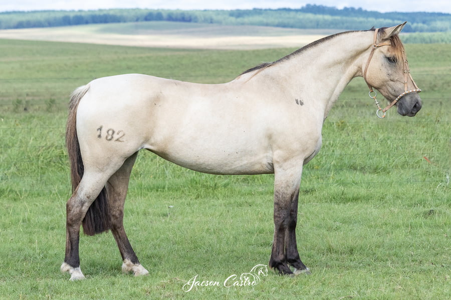 Lote Margarita De Los Recuerdos