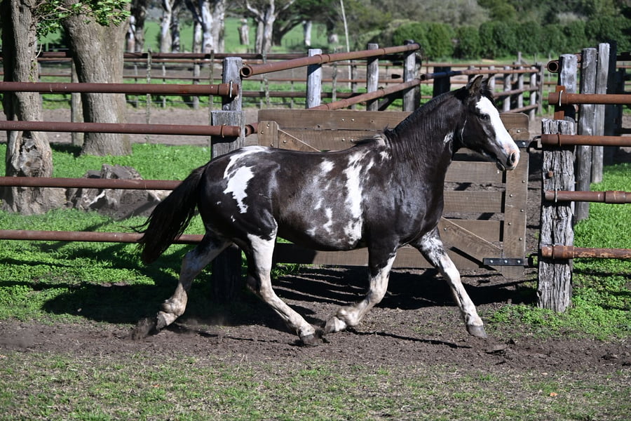 Lote LABRA PARADIGMA