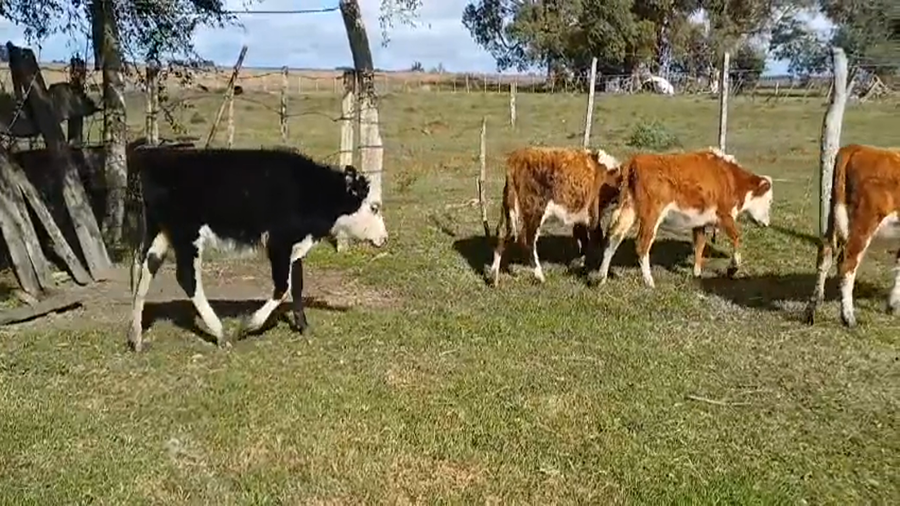 Lote (Vendido)4 Terneras HE a remate en #45 Pantalla Carmelo  100kg -  en Monzon