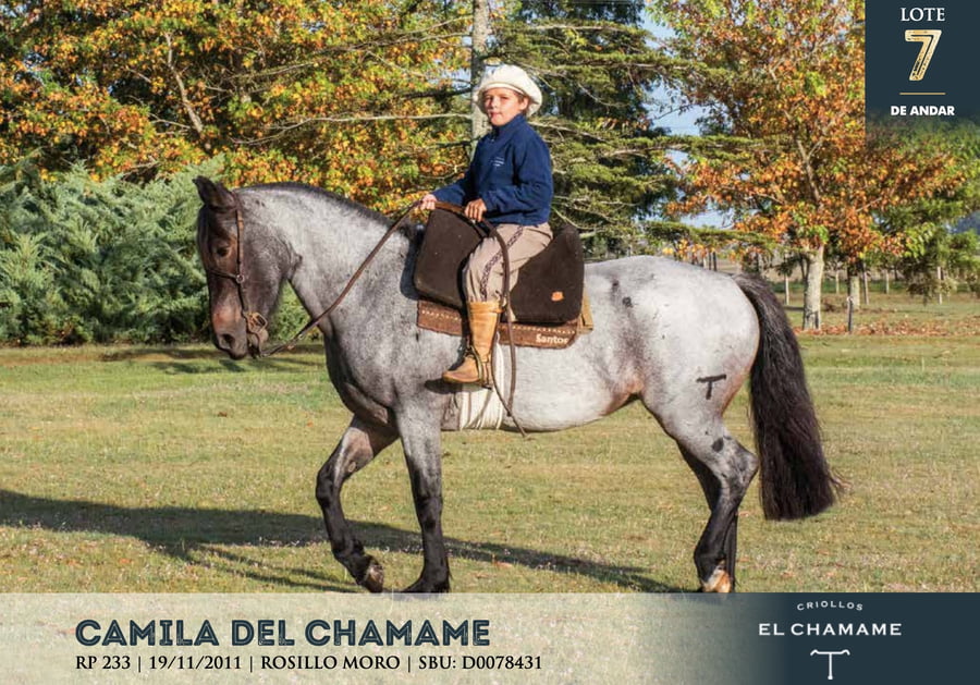 Lote CAMILA DEL CHAMAME