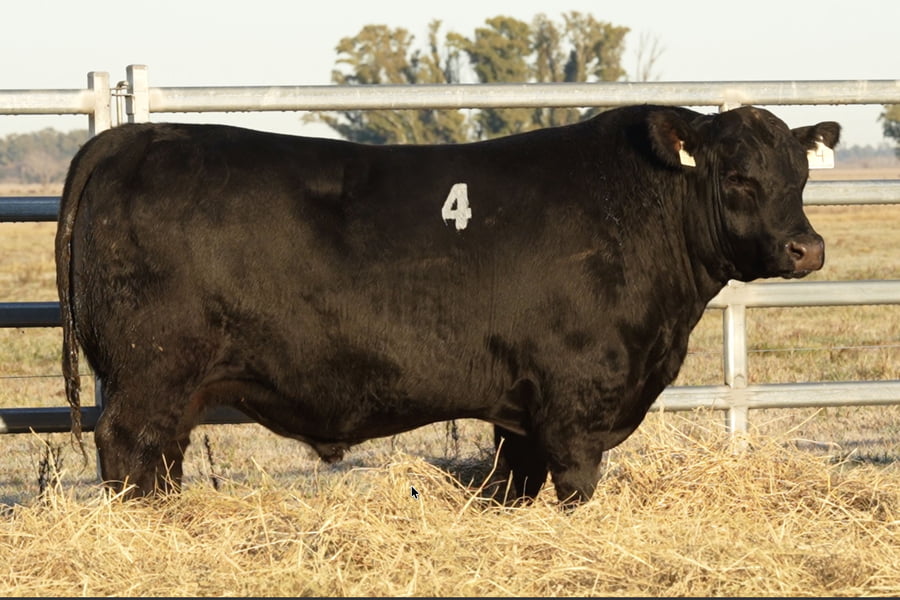 Lote TOROS ANGUS PUROS CONTROLADOS