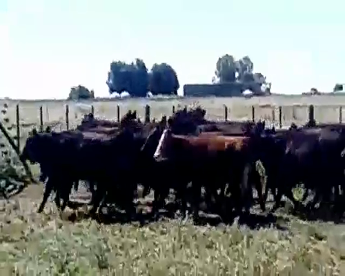 Lote 55 Terneros en Olavarría, Buenos Aires