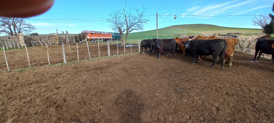 Lote 26 Vacas medio uso C/ cria en Buenos Aires, Tornquist