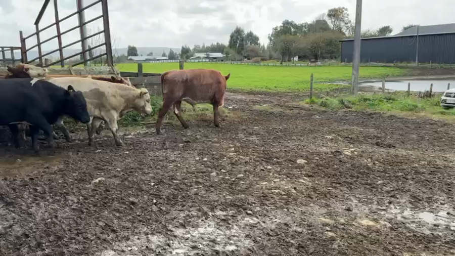 Lote 50 Novillo Engorda en Los Muermos, X Región Los Lagos