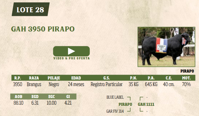 Lote LOTE 28