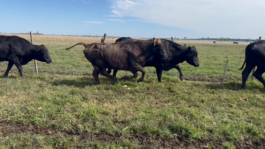 Lote 30 Vacas de invernar en Corrientes, Goya