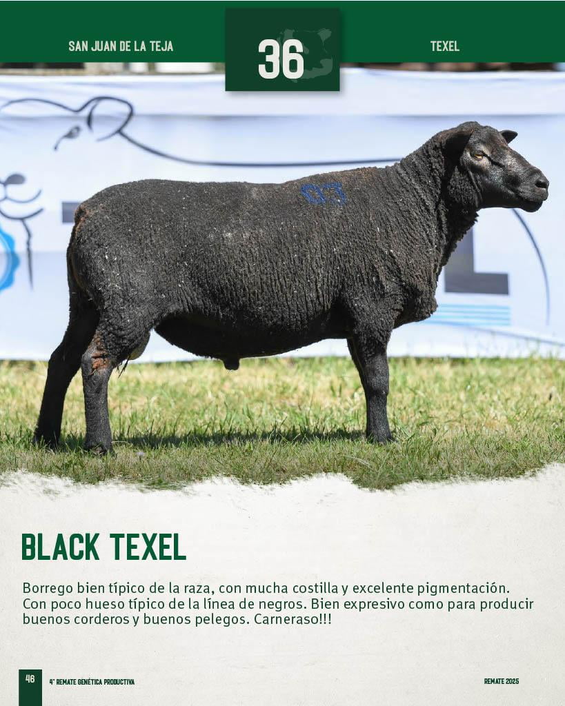 Lote Borregos a remate en 4º Genetica Productiva, San José