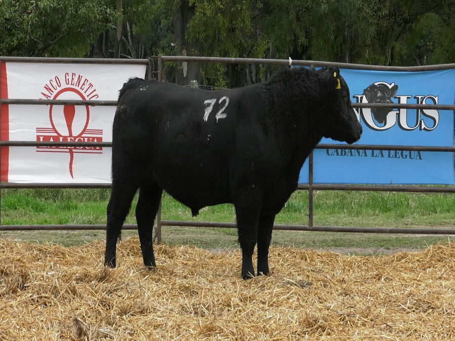 Lote TOROS ANGUS NEGROS PC