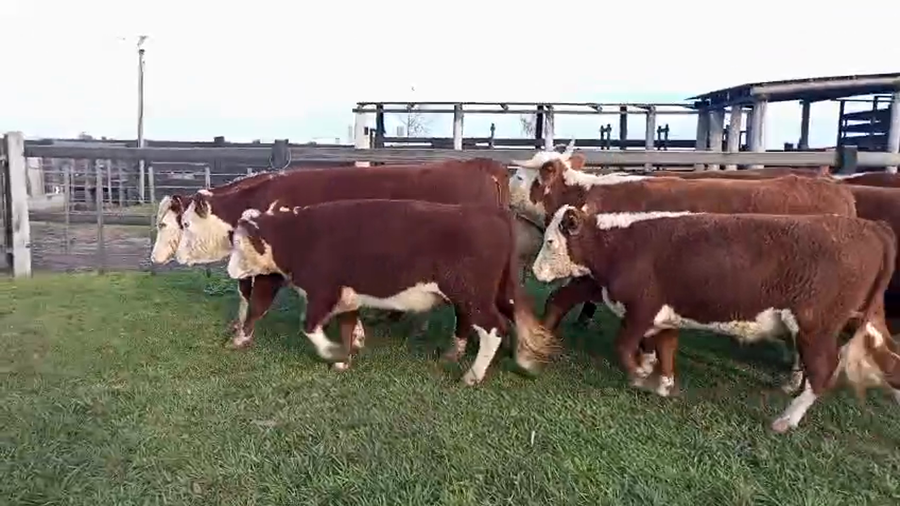 Lote 12 Novillos en Corrientes, Mercedes