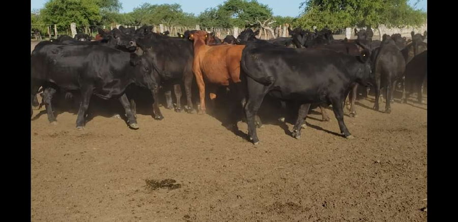 Lote 100 Novillos en Villaguay, Entre Ríos