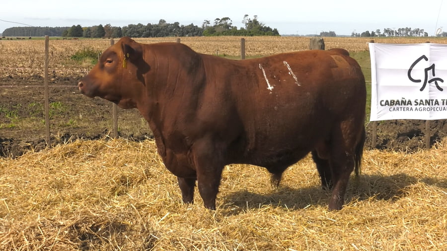 Lote Toros PC Colorado