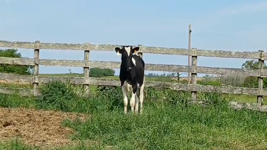 Lote (Vendido)Novillos Holando HOLANDO a remate en #50 Pantalla Carmelo 300kg -  en COLONIA SUIZA
