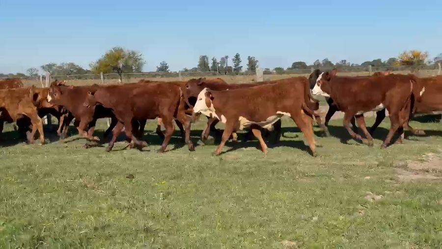 Lote 70 Terneros/as en Corrientes, Paso de Los Libres