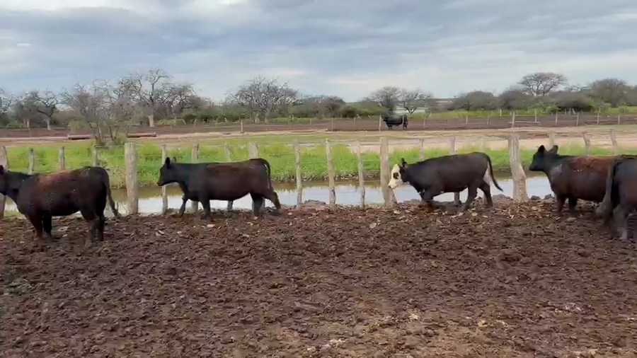 Lote 123 Terneras en Córdoba, Villa Huidobro