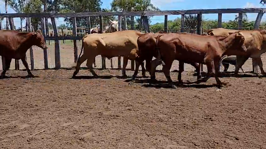Lote 42 Novillos