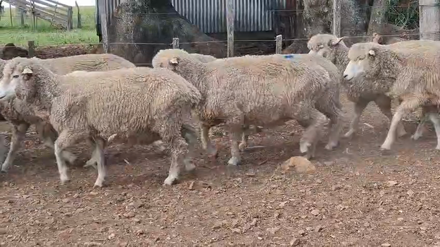 Lote OVEJAS INVERNAR