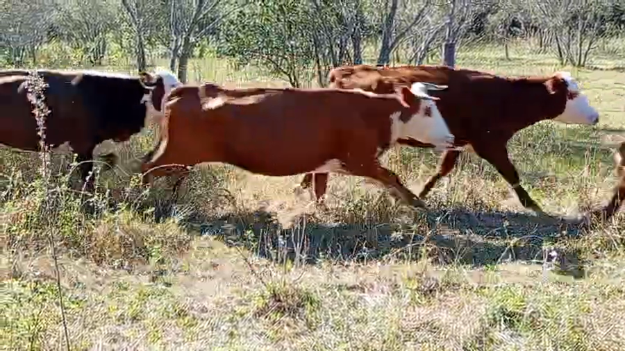 Lote 11 Vacas de invernar
