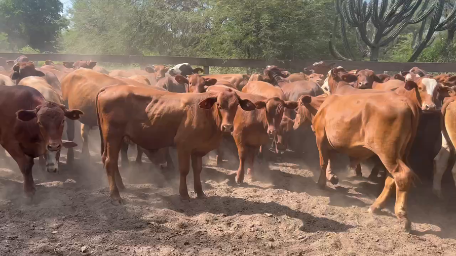 Lote 87 Novillos en Juan José Castelli, Chaco