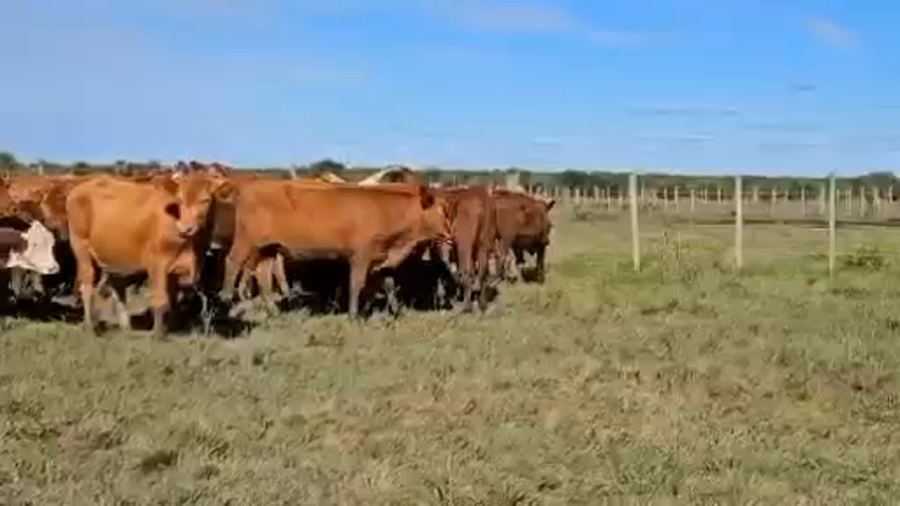 Lote 73 Terneros en Corrientes, Curuzú-Cuatiá