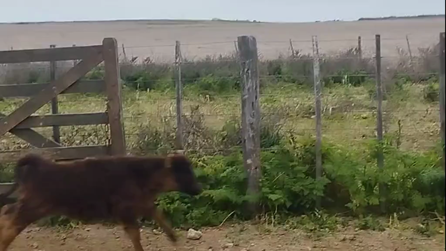 Lote 66 Terneros