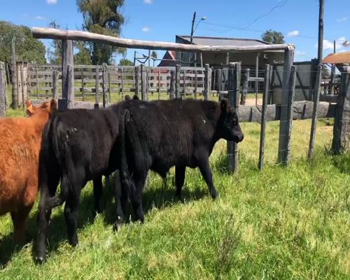 Lote 4 Terneros en Tupambaé, Cerro Largo