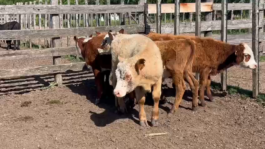 Lote (Vendido)6 Terneros Hereford a remate en Pantalla Camy en Santa Lucia