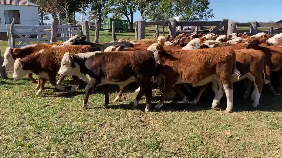 Lote 78 Terneros/as en Mercedes, Corrientes