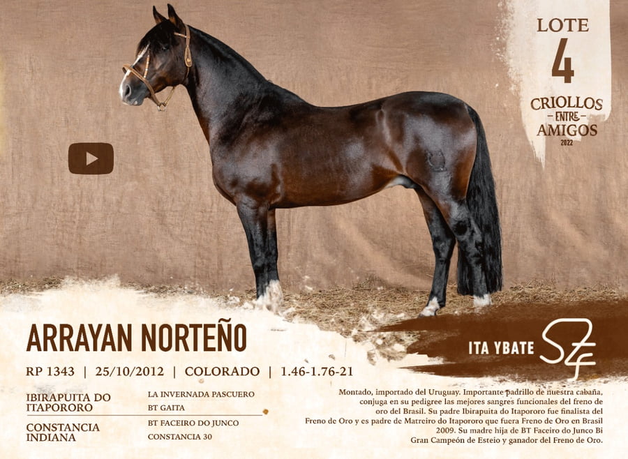 Lote ARRAYAN NORTEÑO RP 1343