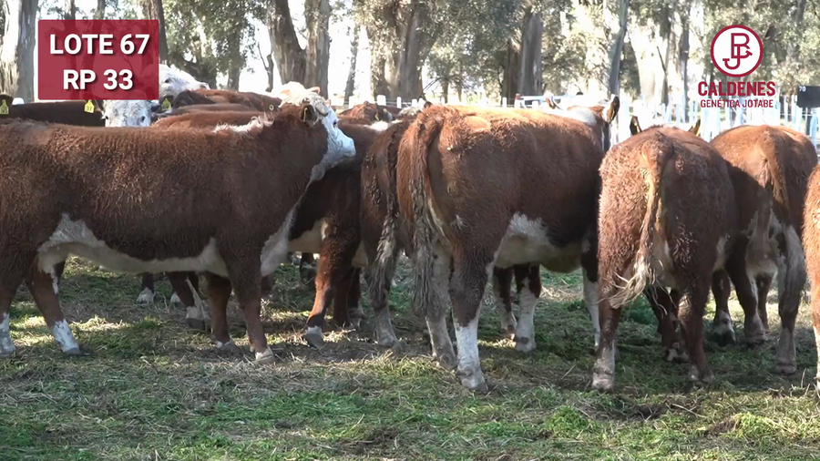 Lote VAQUILLONA PR PREÑADA PARICIÓN PRIMAVERA