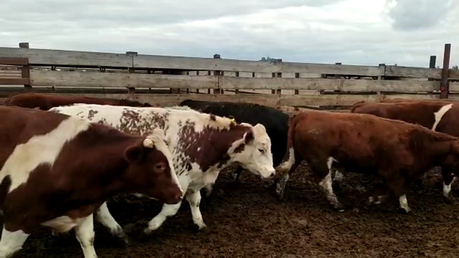 Lote 44 Novillo Gordo en Los Ángeles, VIII Región Biobío