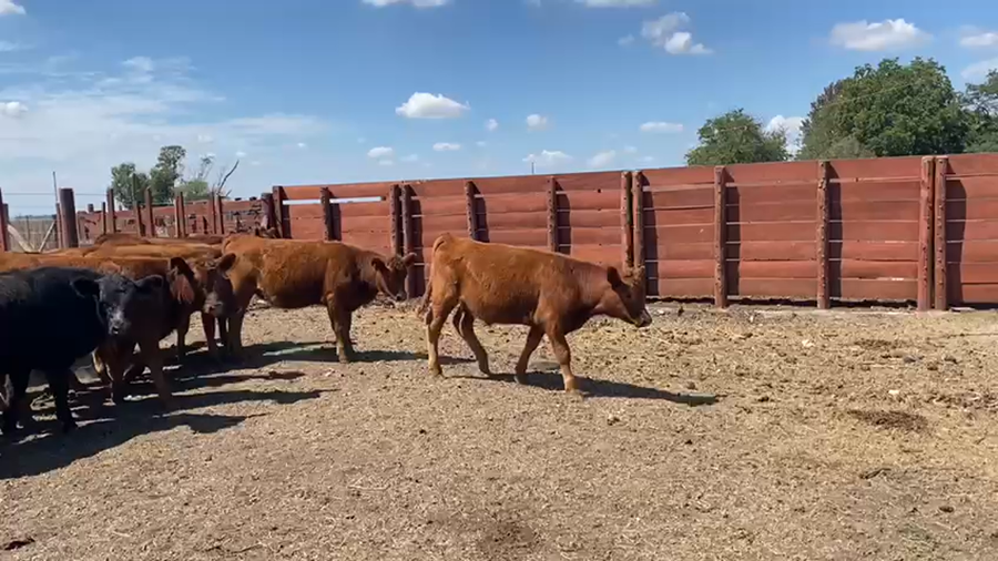 Lote Terneros/as en San Vicente, Buenos Aires